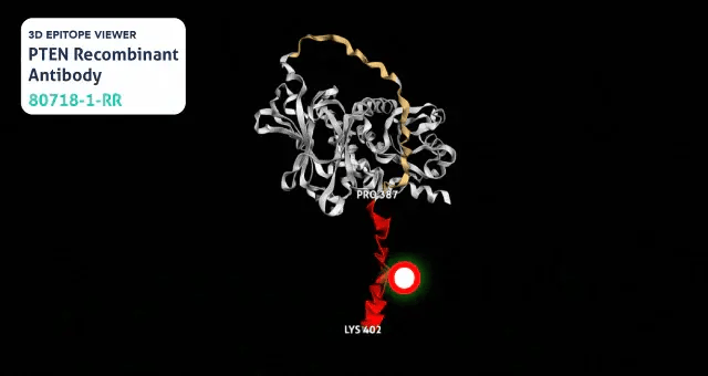 3d-epitope-gif-pten